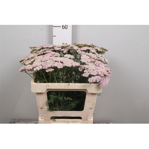 Achil M Lilac Beauty
