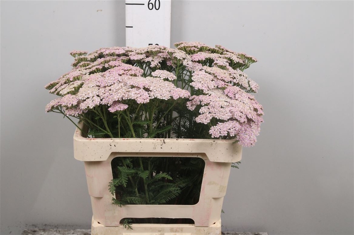 <h4>Achil M Lilac Beauty</h4>
