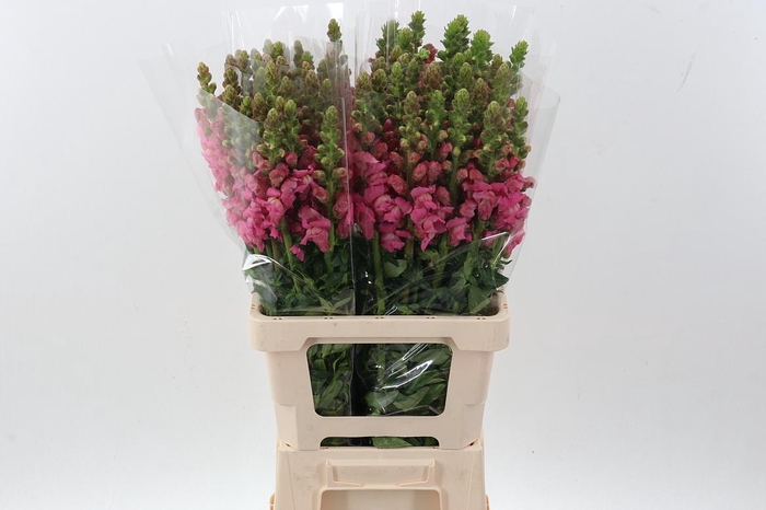 <h4>Antir Poto Hot Pink</h4>