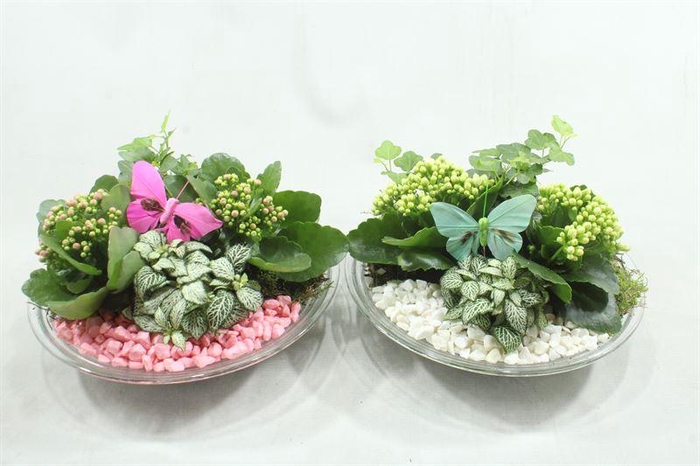 <h4>4423 GLAS 28 ROZE/WIT</h4>