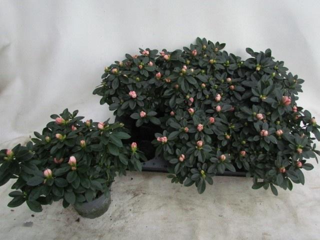 <h4>RHODO SI AIKO ROSE</h4>