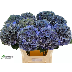 HYDR M ROY CROWN CL