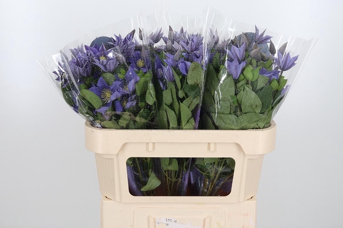 <h4>Clem Amazing Sofia</h4>