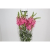 BOCA DE LEAO ROSA 070 CM
