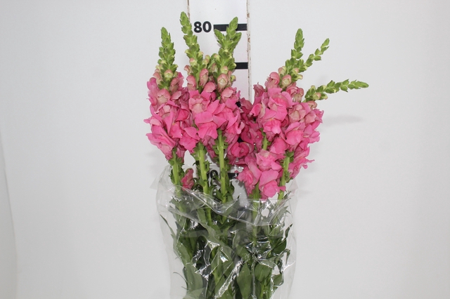BOCA DE LEAO ROSA 070 CM