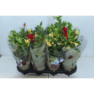 DIPLADENIA PICOLI P14 VARIADO