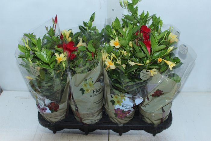 <h4>DIPLADENIA PICOLI P14 VARIADO</h4>