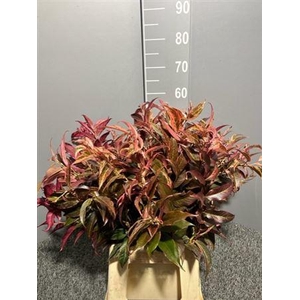 Leucothoe Rood Abs