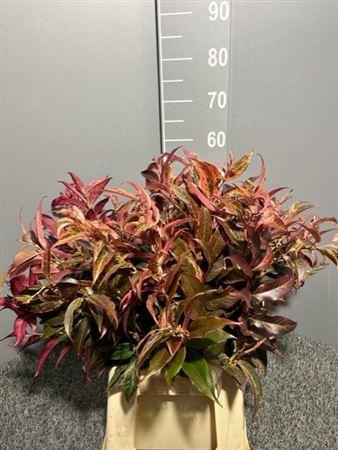 <h4>Leucothoe Rood Abs</h4>