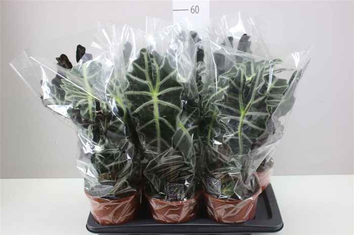 <h4>Alocasia Polly</h4>