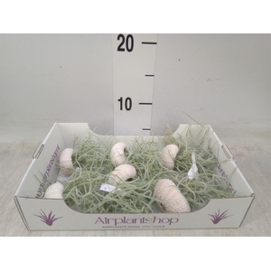 Arr.  Tillandsia L%