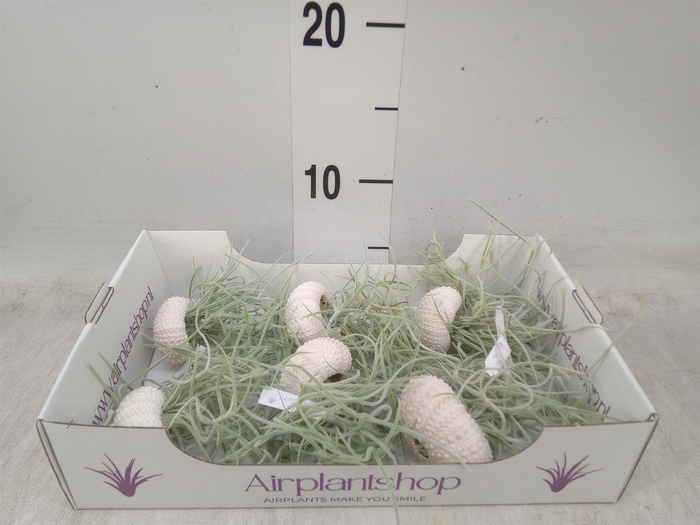 <h4>Arr.  Tillandsia L%</h4>