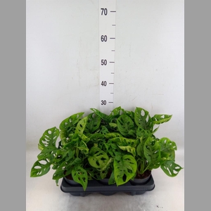 Monstera obliqua 'Monkey Mask'