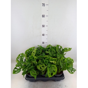 Monstera obliqua 'Monkey Mask'