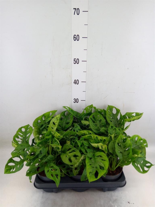 <h4>Monstera obliqua 'Monkey Mask'</h4>