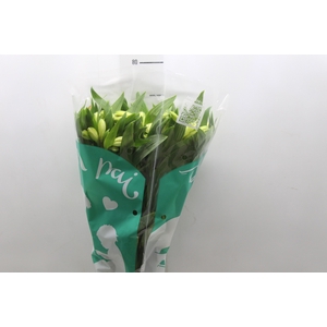 ALSTROEMERIA MELLOW YELLOW 080 CM