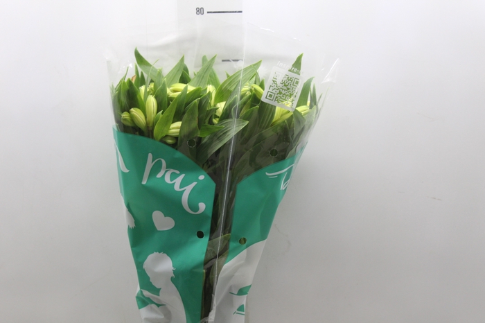 <h4>ALSTROEMERIA MELLOW YELLOW 080 CM</h4>
