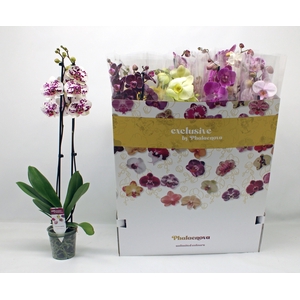 PHAL GEM 10 KL