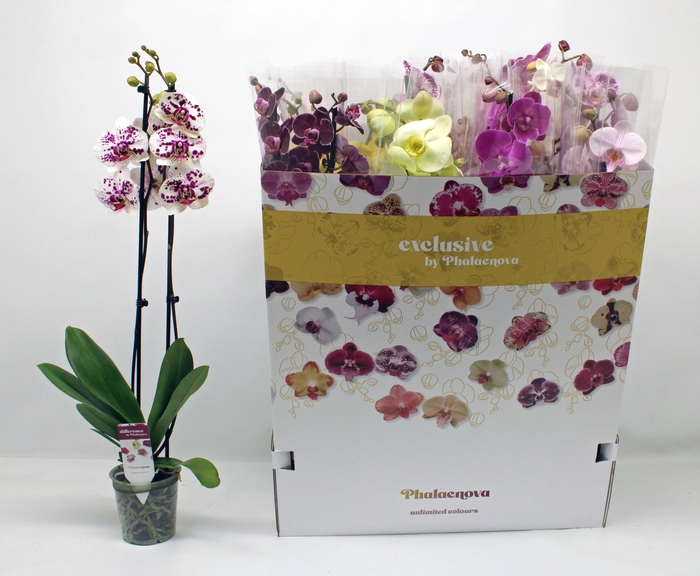 <h4>PHAL GEM 10 KL</h4>