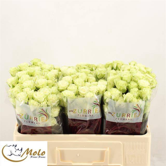 <h4>R Tr Green Glow Molo</h4>