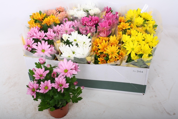 <h4>CHRYS GEM 6 KL</h4>