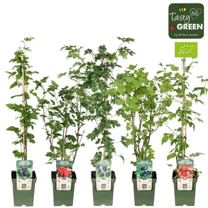Fruitplanten   ...fruitheesters