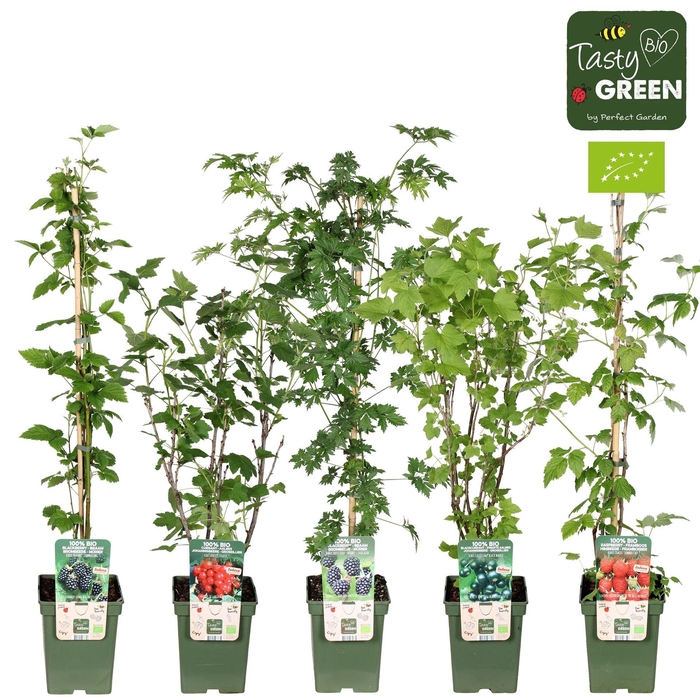 Fruitplanten   ...fruitheesters