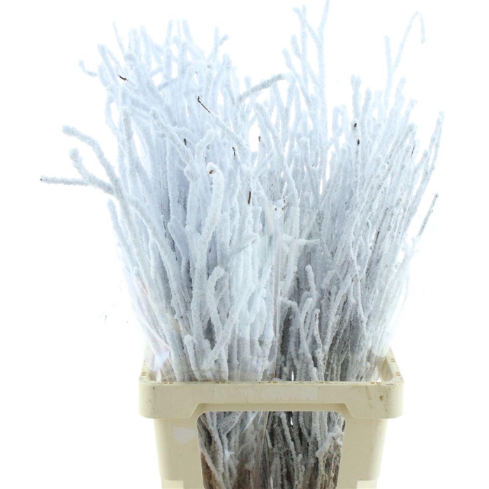 <h4>Snow Prunus X100</h4>