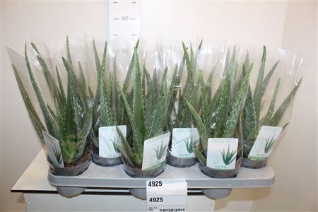 <h4>Aloe Vera</h4>