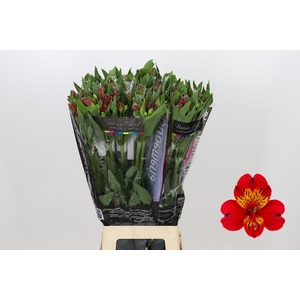 Alstroemeria Guetta