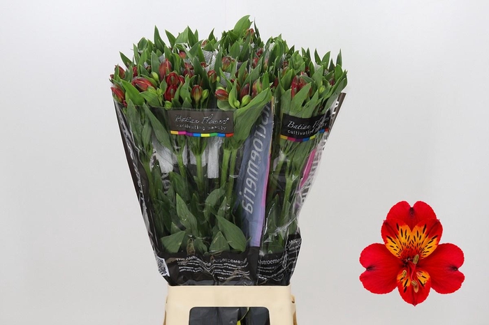 <h4>Alstroemeria Guetta</h4>