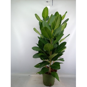 Ficus benghalensis 'Audrey'