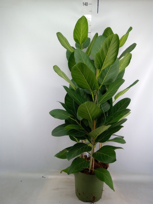 <h4>Ficus benghalensis 'Audrey'</h4>