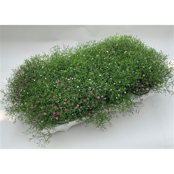 <h4>Gypsophila rose/wit</h4>