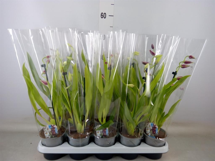 <h4>Miltoniopsis   ...</h4>