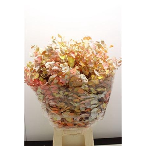 EUCALYPTUS CINEREA DYED PASTEL