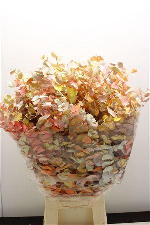 <h4>EUCALYPTUS CINEREA DYED PASTEL</h4>