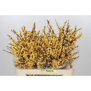 Ilex Citronella