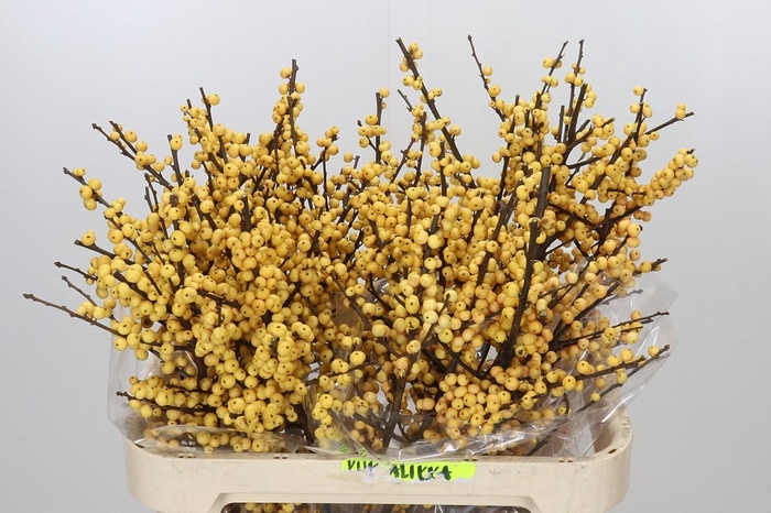 <h4>Ilex Citronella</h4>