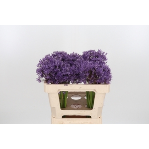 Allium Jackpot