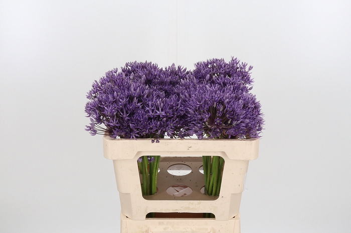<h4>Allium Jackpot</h4>