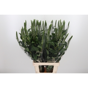 Lysimachia Clethroides
