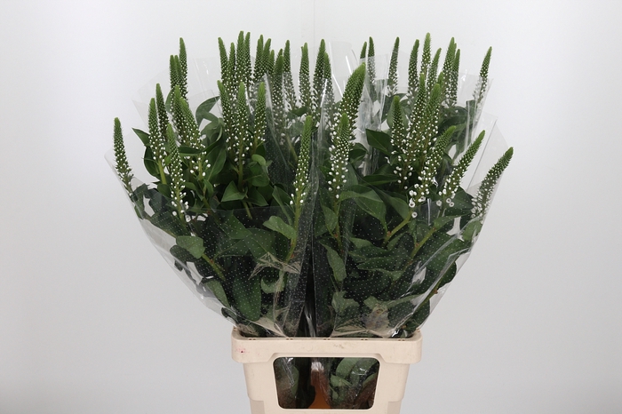 <h4>Lysimachia Clethroides</h4>