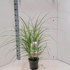 Miscanthus Red Chief