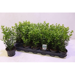 arr8 Buxu Sempervirens