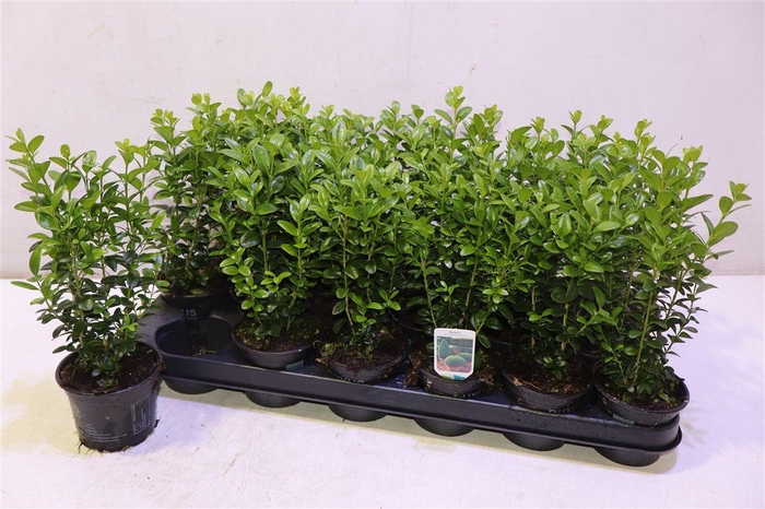<h4>arr8 Buxu Sempervirens</h4>