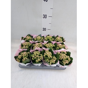 Kalanchoe  'MoreFlow Lillian'