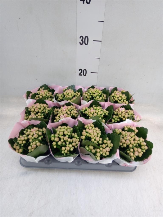 <h4>Kalanchoe 'MoreFlow Lillian'</h4>