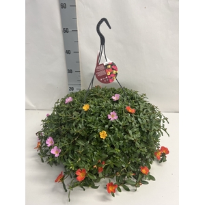 PORT GEM IN POT