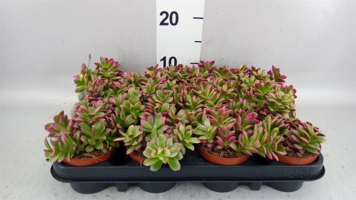 <h4>Succulents   ...</h4>